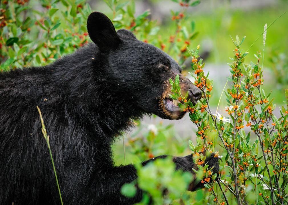 Bears depend on pollinators